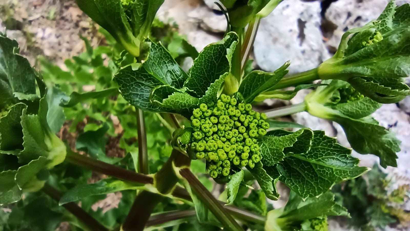 Maggio, tra le pietre