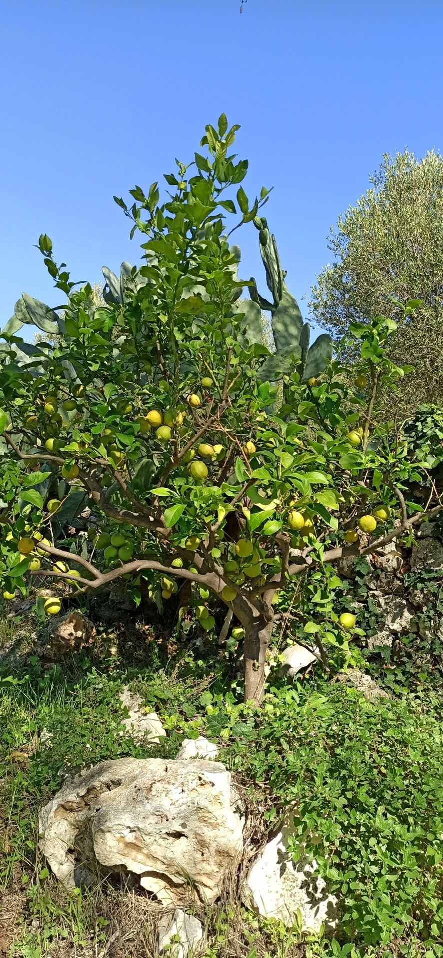 Limoni, a Ottobre
