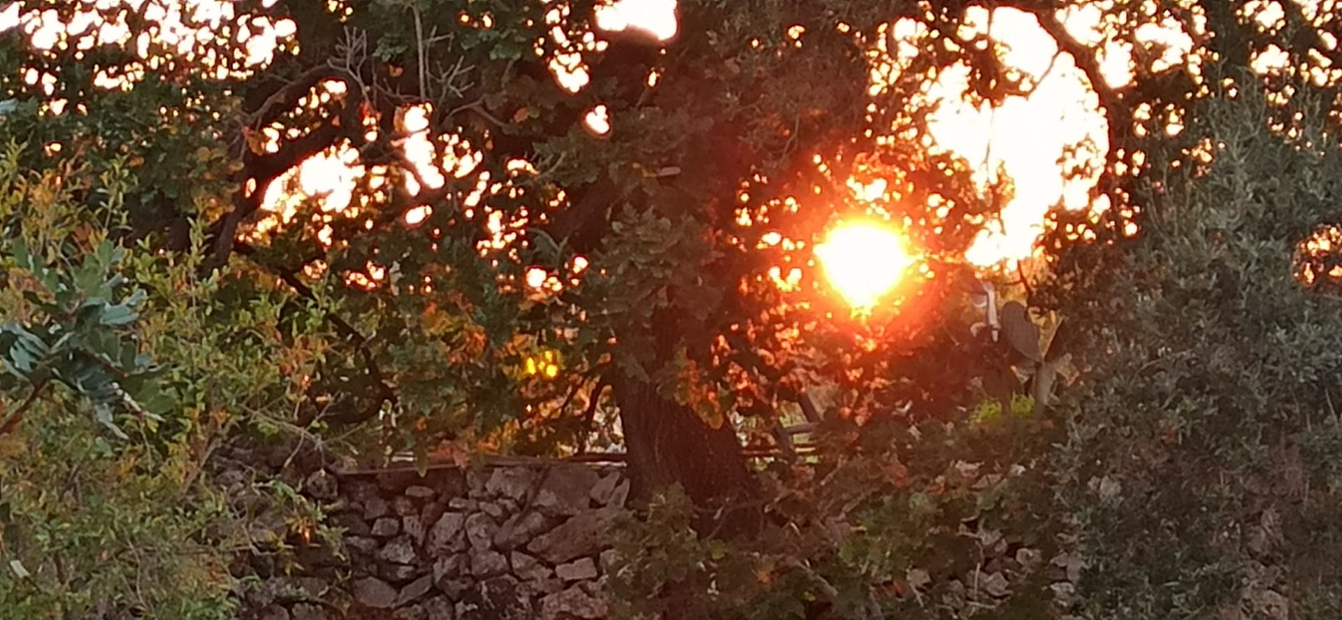 Il sole tra gli ulivi