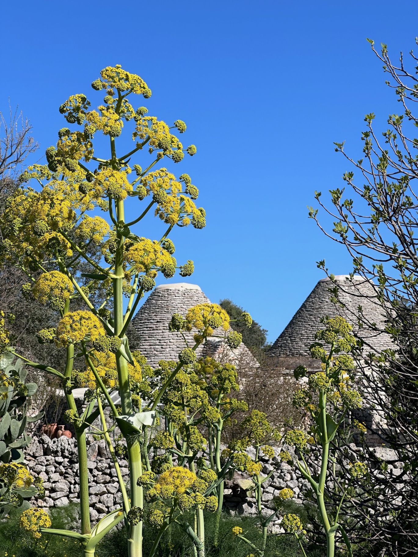 Ferula, tra i trulli · 4 Aprile