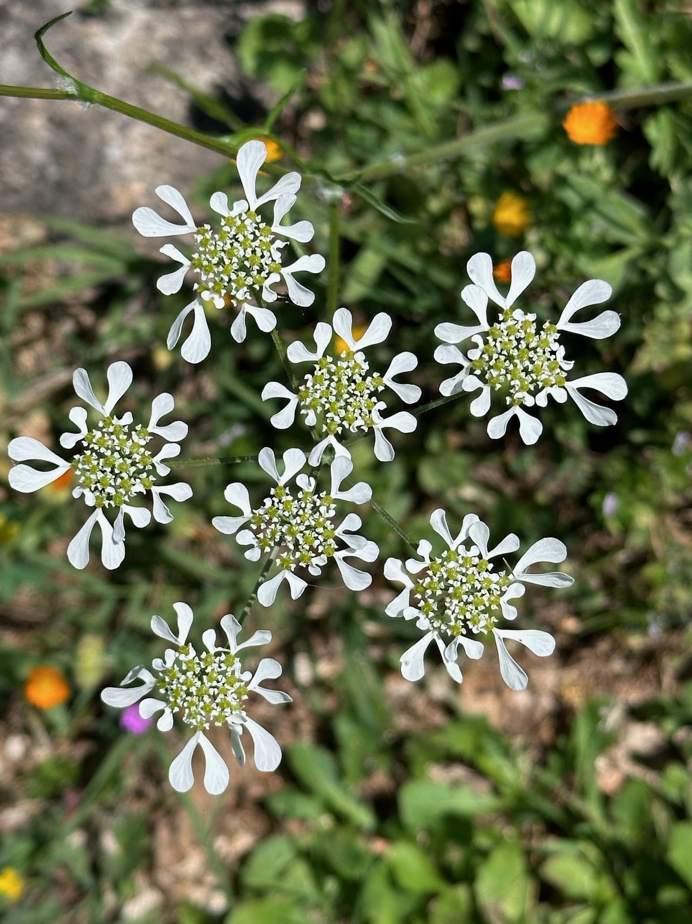 Tordylium apulum · 13 Aprile