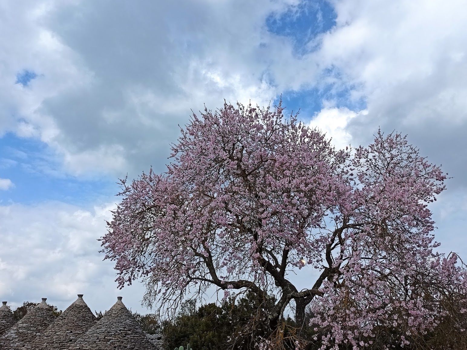 Mandorlo in fiore e trulli.